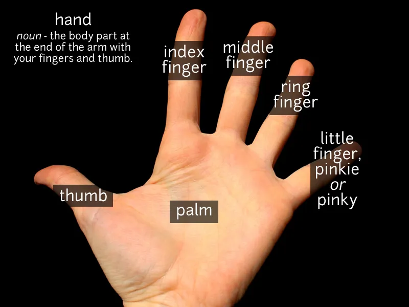 The index finger fully