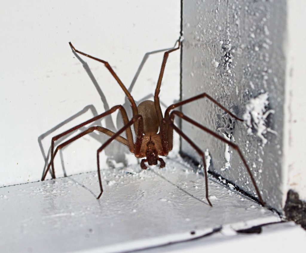 Which White Poisonous Spiders Can Harm People? How to Recognize and Prevent Them