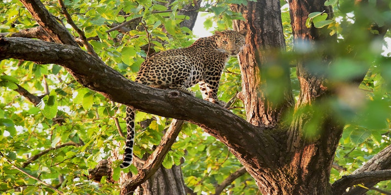 Jhalana Leopard Safari: Your Ultimate First-Timer’s Guide for Kids