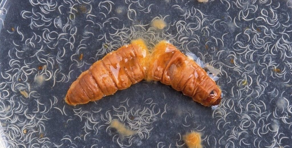 What Are Beneficial Nematodes?