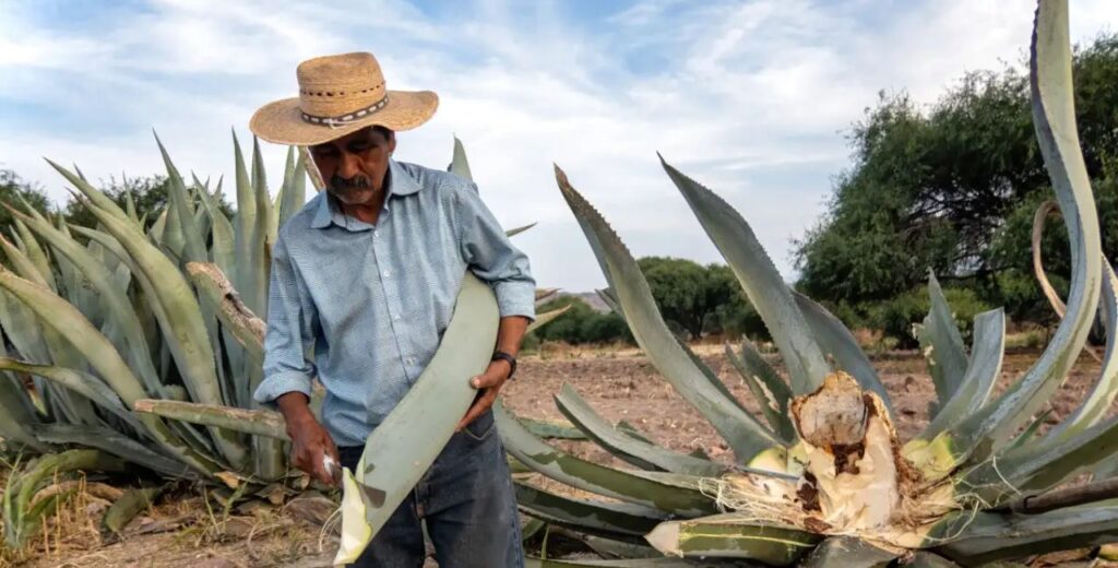 What Is Mezcal? The Spirit Behind the Clue