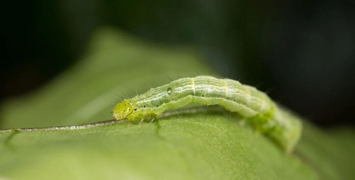 beneficial nematodes for grubs​