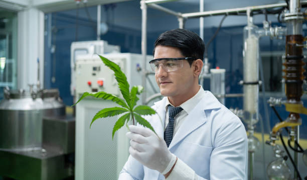 Understanding Quality Standards in CBD Manufacturing for Consumers