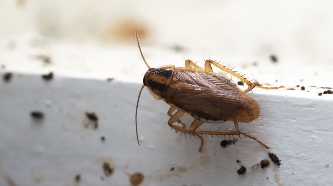 Roach Killer Services