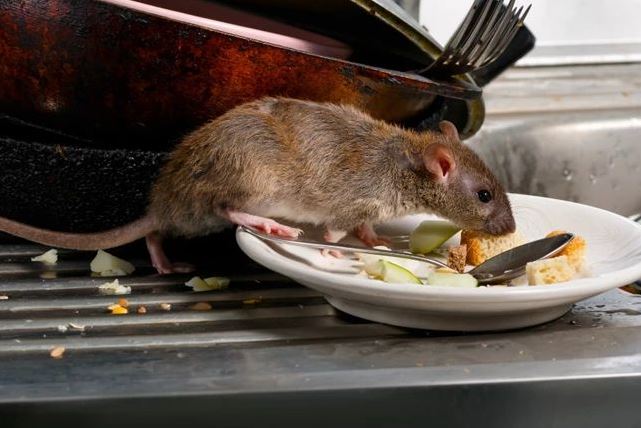 Rat Control Service