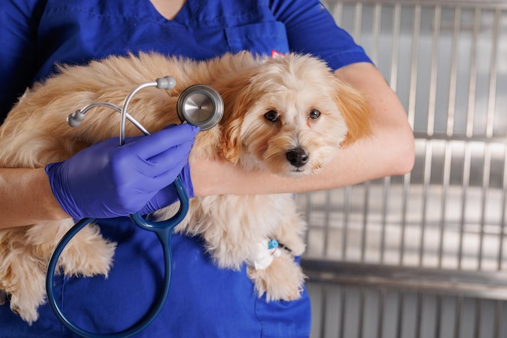 Conditions That Can Safely Wait Until Morning and Those That Require an Urgent Care Veterinarian Immediately